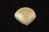 藏品(普通文蛤)的圖片